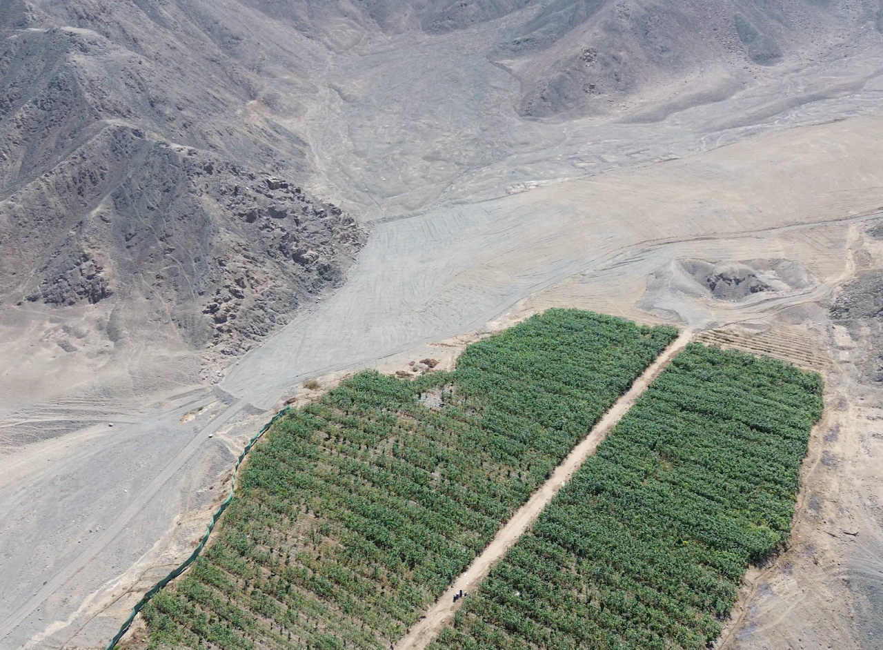 Agricultural Destruction